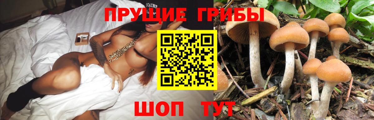 Псилоцибиновые грибы Psilocybe  Вход с VPN  Ростов Великий  Псилоцибиновые грибы Psilocybine cubensis 